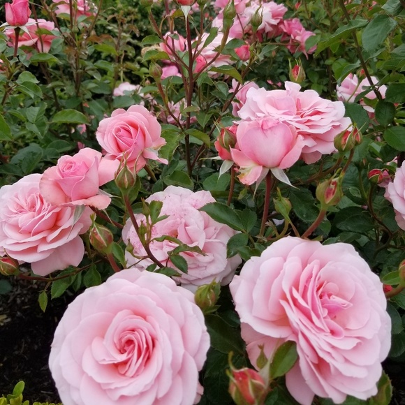 Meet your Posher, Bella - Picture 1 of 1